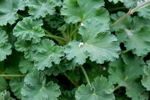 Pelargonium 'Olga Shipstone'  - zapach z przewagą bzu