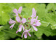 Pelargonium '“Both's Snowflake' - zapach róży i cytryny