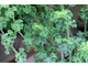 Pelargonium crispum 'Super Rupert'