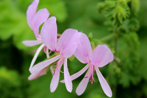 Pelargonium crispum 'Super Rupert' - zapach cytryny