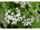 Pelargonium 'Lilian Pottinger' 