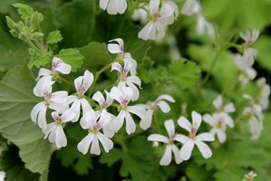 Pelargonium 'Lilian Pottinger' 