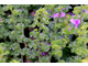 Pelargonium crispum 'Major' 