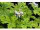 Pelargonium 'Charity' - liście pachnące cytryną i żywicą