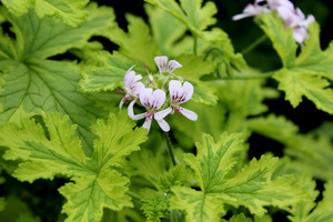 Pelargonium 'Charity' - liście pachnące cytryną i żywicą