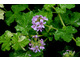 Pelargonium 'Charmay Snow Flurry' - liście przyprószone śnieżną bielą