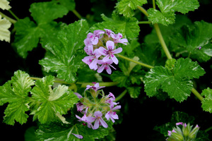 Pelargonium 'Charmay Snow Flurry' - liście przyprószone śnieżną bielą