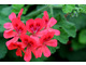 Pelargonium 'Lady Scarborough' - efektowne kwiaty, nietypowe dla pelargonii o pachnących liściach