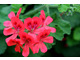 Pelargonium 'Lady Scarborough' - efektowne kwiaty, nietypowe dla pelargonii o pachnących liściach