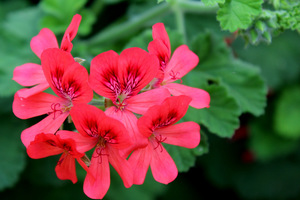 Pelargonium 'Lady Scarborough' - efektowne kwiaty, nietypowe dla pelargonii o pachnących liściach