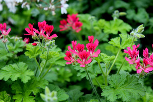 Pelargonium 'Shottesham Pet' - jasnozielone liście o lekkim zapachu orzechów laskowych