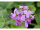 Pelargonium 'Atomic Snowflake' - miękke, jasnozielone, zaokrąglone liście z białymi plamami subtelnie pachnące różą i cytryną