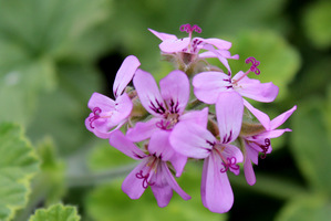 Pelargonium 'Atomic Snowflake' - miękke, jasnozielone, zaokrąglone liście z białymi plamami subtelnie pachnące różą i cytryną