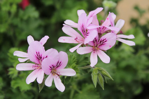 Pelargonium 'Citronella' - powycinane, ząbkowane liście wydzielają pyszny, cytrusowy aromat