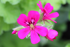 Pelargonium 'Rollisson's Unique' - wiktoriańska odmiana o luźnym pokroju, bardzo efektowny kolor kwiatów (magenta)