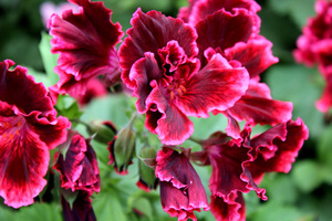 Pelargonium 'Rimfire'