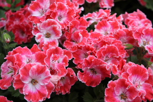 Pelargonium 'Joan Morf'