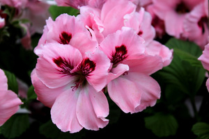 Pelargonium 'Carisbrooke'