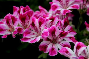 Pelargonium 'Shogan'