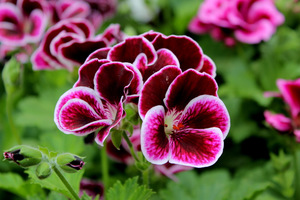 Pelargonium 'Black Prince'