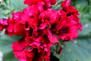 Pelargonium 'Bredon'