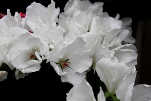 Pelargonium 'White Glory'