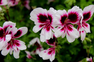 Pelargonium 'Michael'