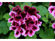 Pelargonium 'Spanish Angel'