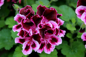 Pelargonium 'Spanish Angel'