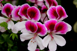 Pelargonium 'Lara Maid'