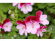 Pelargonium Angeleyes Burgundy 'Pacburg'