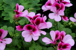 Pelargonium 'Darmsden'