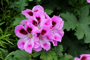 Pelargonium 'Orsett'