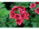 Pelargonium 'Crimson Unique'