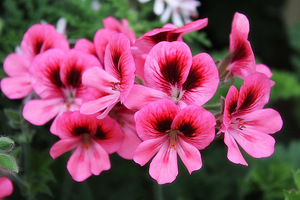 Pelargonium 'Pink Aurore'