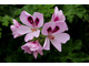 Pelargonium 'Copthorne'