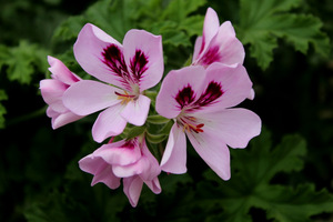 Pelargonium 'Copthorne'