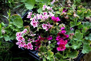 Sadzonki pelargonii