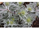 Eryngium maritimum