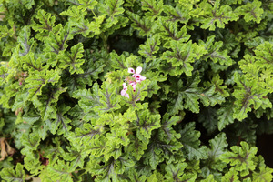 Pelargonia o zapachu mięty pieprzowej, z dwubarwnymi liśćmi, delikatnie klapowanymi, z czekoladową plamą pośrodku. Hybryda ‘Peppermint’ x ‘Giant Oak