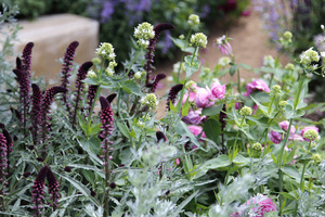 Białe ostrogowce z czarną tojeścią (Lysimachia atropurpurea 'Beaujolais')