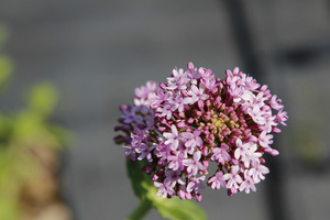 Centranthus lecoqii 