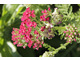 Achillea millefolium 'Pomegranate'