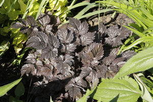 Astilbe 'Chocolate Shogun'