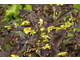 Lysimachia ciliata 'Firecracer'