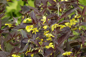 Lysimachia ciliata 'Firecracer'