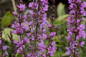 Lythrum virgatum 'Dropmore Purple' 