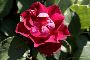 Rosa 'Cardinal Hume'