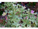 Pelargonium graveolens 'Variegata'