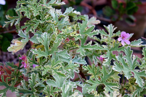 Pelargonium graveolens 'Variegata'